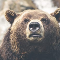 Worldwide Express - We are bear.
