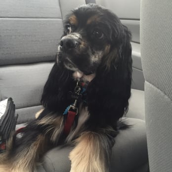 Poochini Pet Grooming - Pet Groomers Near Me - Albuquerque, New Mexico
