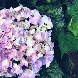 Pioneer Street Market - Gorgeous Milflores