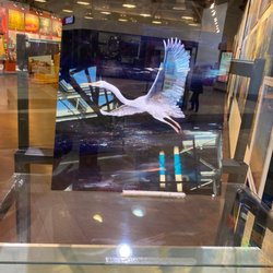 Mook Art Gallery - Wildlife on display
