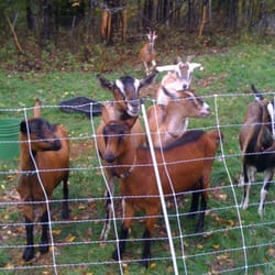 Green Mountain Girls Farm