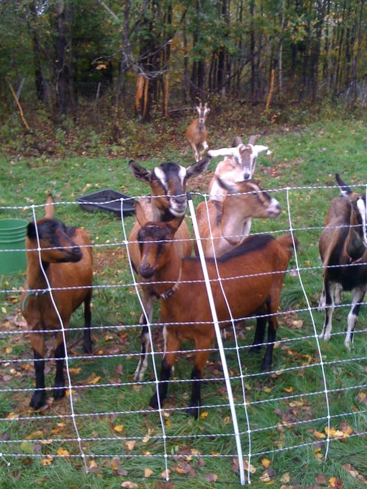 GREEN MOUNTAIN GIRLS FARM Updated June 2024 923 Loop Rd, Northfield