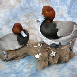 All Quacked Up