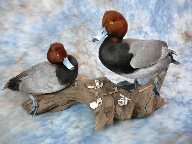All Quacked Up - taxidermy in Woodbridge, VA