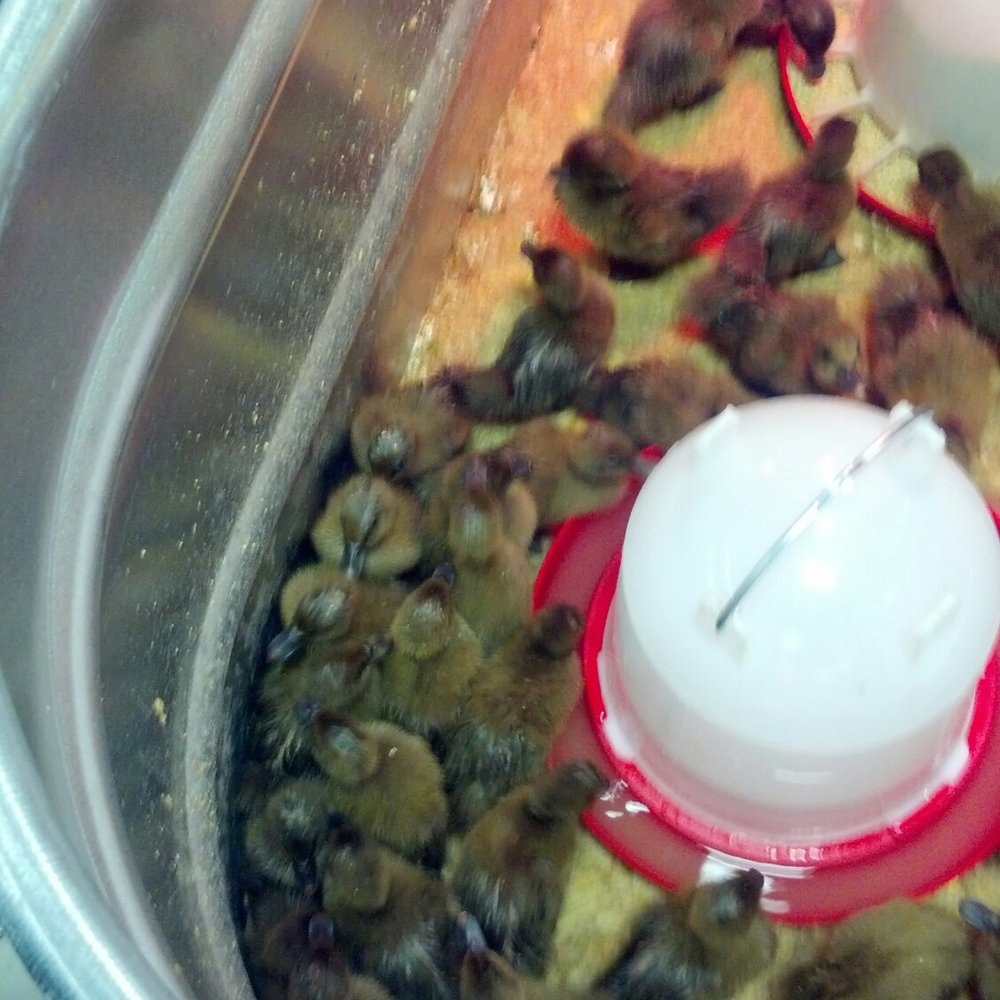 Tractor Supply - Ducklings - Department Stores Near Me - Belle Vernon, Pennsylvania