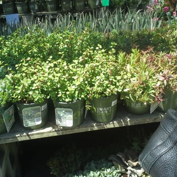 The Home Depot - The Home Depot Garden Center, Great Mall, Milpitas, CA. - Nurseries & Gardening Near Me - Milpitas, California The Home Depot - The Home Depot Garden Center, Great Mall, Milpitas, CA. - Nurseries & Gardening Near Me - Milpitas, California