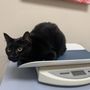 Photo of The Cat Hospital of Fairfax
