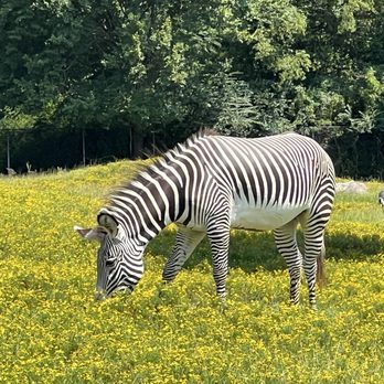 Caldwell Zoo - Zebra - Zoos Near Me - Tyler, Texas Caldwell Zoo - Zebra - Zoos Near Me - Tyler, Texas