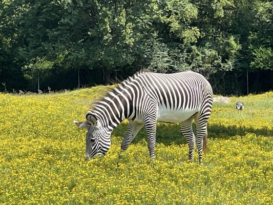 Caldwell Zoo by null