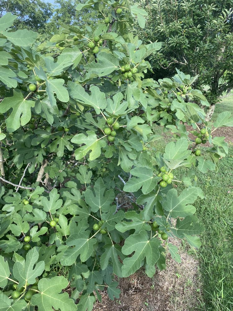 ATKINS BLUEBERRY FARM Updated June 2024 253 Atkins Ln, Eudora