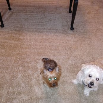 Cesar's Carpet Cleaning - A dog broke the buffalo sauce bowl when jumping on the coffee table. The culprit is on the left. - Carpet Cleaning Near Me Cesar's Carpet Cleaning - A dog broke the buffalo sauce bowl when jumping on the coffee table. The culprit is on the left. - Carpet Cleaning Near Me