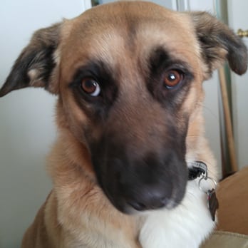 Mountain View Animal Hospital - Marley @ 8 months old. Begging to get up on the bed. Look at those eyes. - Veterinarians Near Me - Bishop, California