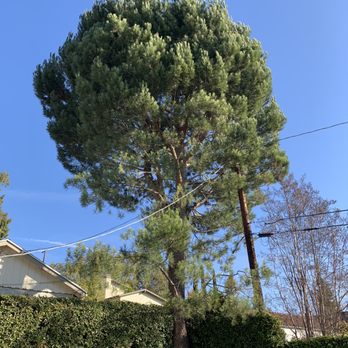 California Tree Design - Pine tree before trimming - Tree Services Near Me