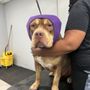 Photo of Doggo Self Wash