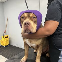 Doggo Self Wash - Hard to tell, but he's happy!