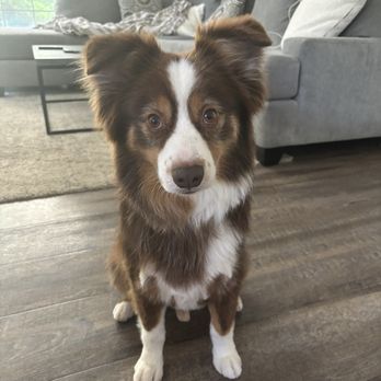 Ak-Sar-Ben Grooming Salon - Pet Groomers Near Me - Cypress, California