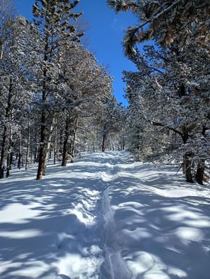 Mueller State Park by null