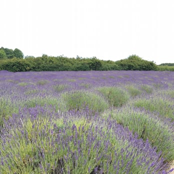 Jardin Du Soleil Lavender - Venues & Event Spaces Near Me - Sequim, Washington
