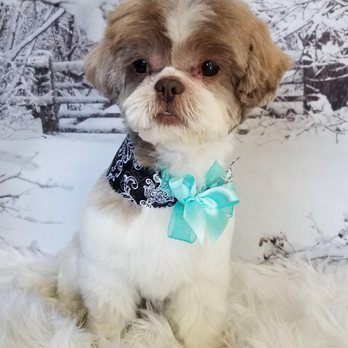 A Pet Affaire - Pet Groomers Near Me - Oxnard, California