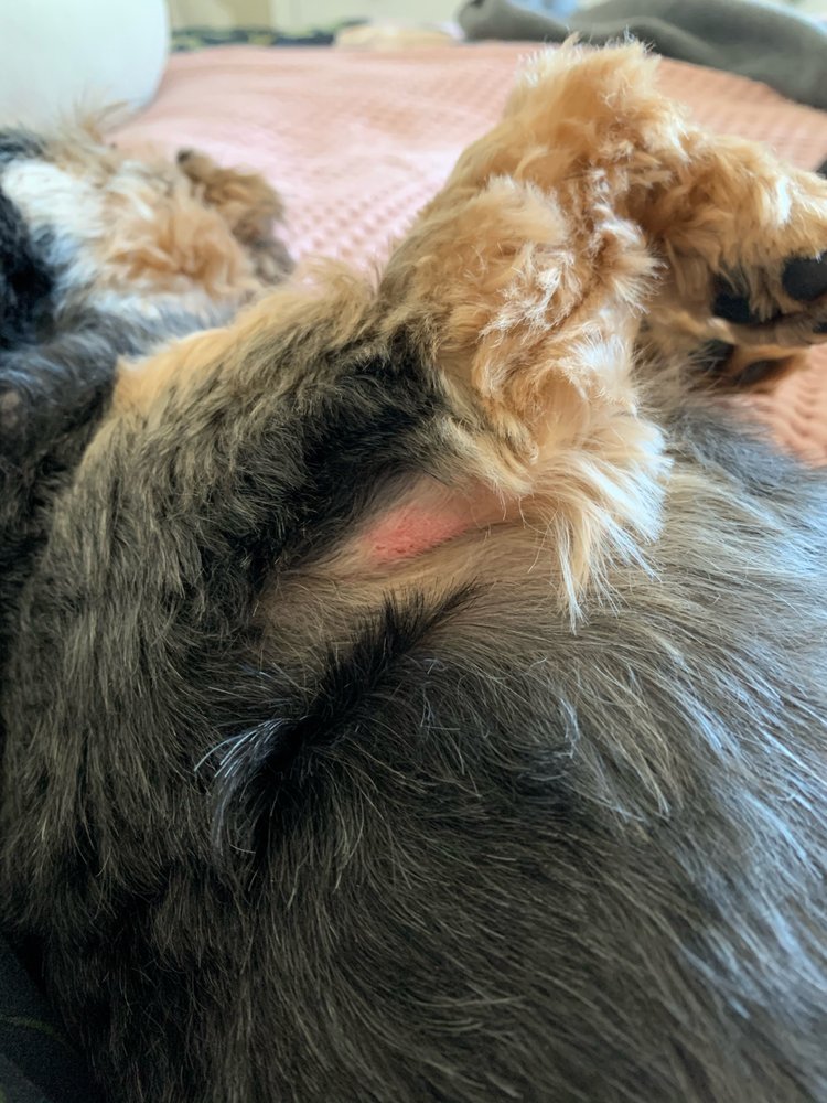 BOWSER & CO DOG GROOMERS Updated August 2024 16625 83 Avenue NW