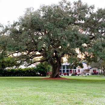 Pine Island Ridge - Beautiful oaks are found all over the Pine Island Ridge. - Parks Near Me - Davie, Florida Pine Island Ridge - Beautiful oaks are found all over the Pine Island Ridge. - Parks Near Me - Davie, Florida