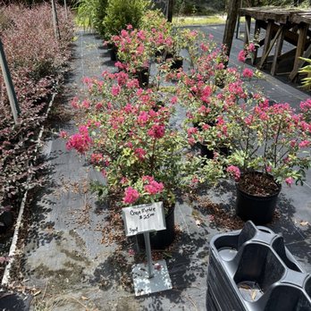 Murray's Flowers & Fun Finds - dwarf crepe myrtle bush - Nurseries & Gardening Near Me - Dunnellon, Florida Murray's Flowers & Fun Finds - dwarf crepe myrtle bush - Nurseries & Gardening Near Me - Dunnellon, Florida