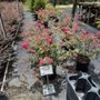 Murray's Flowers & Fun Finds