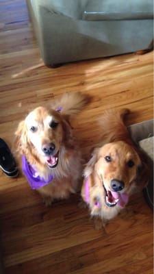 vca anderson animal hospital