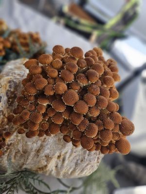 Old Beach Farmers Market by null