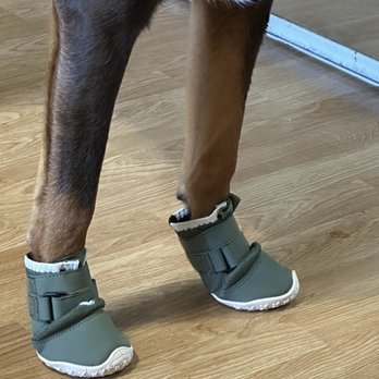 Rosecrans Veterinary Clinic - Another pair! Can you tell what his favorite color is? - Veterinarians Near Me - Hawthorne, California Rosecrans Veterinary Clinic - Another pair! Can you tell what his favorite color is? - Veterinarians Near Me - Hawthorne, California