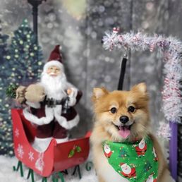 My baby girl looking beautiful after PuppyCut grooming! My baby girl looking beautiful after PuppyCut grooming!