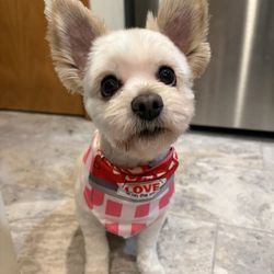 Seattle Canine Club