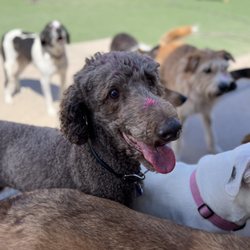 Beast & Nugget’s Doggy Day Care