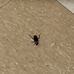 Wilton Manors Health and Rehabilitation Center - Huge cockroach... I was greeted daily by at least one!!