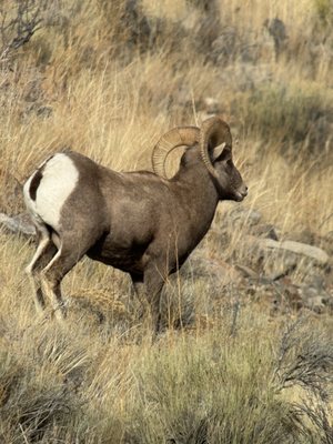 Jackson Hole EcoTour Adventures by null