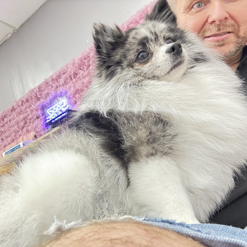 Inn the Dog House Image