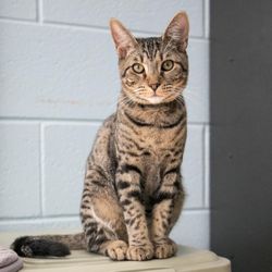 Mostly Mutts Animal Rescue