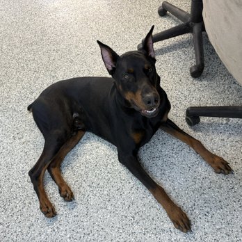 Tandem K9 - Bohdi the Doberman at work with mom - Pet Training Near Me - Hilliard, Florida Tandem K9 - Bohdi the Doberman at work with mom - Pet Training Near Me - Hilliard, Florida