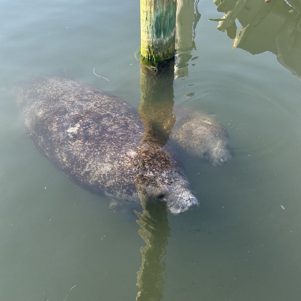 Square Grouper - Islamorada - Seafood Near Me - Islamorada, Florida Square Grouper - Islamorada - Seafood Near Me - Islamorada, Florida