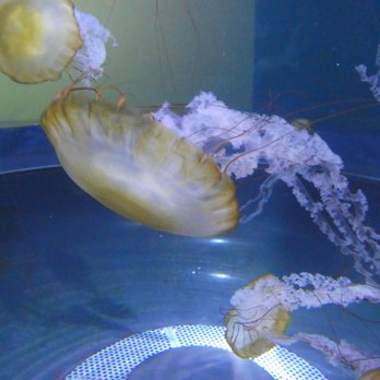 Adventure Aquarium - Jellyfish - Aquariums Near Me - Camden, New Jersey Adventure Aquarium - Jellyfish - Aquariums Near Me - Camden, New Jersey