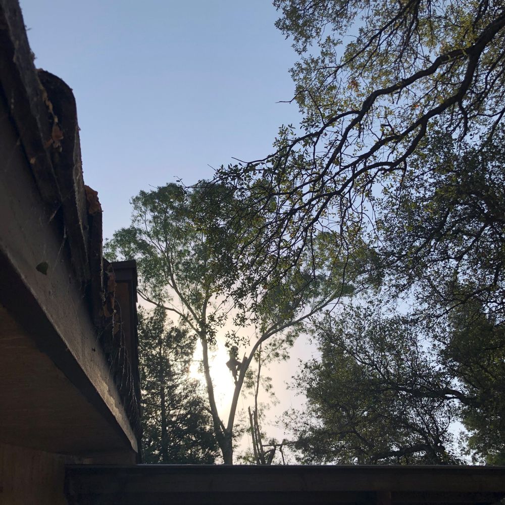 Sindt Tree Service - Nick in the eucalyptus tree. - Tree Services Near Me - Auburn, California Sindt Tree Service - Nick in the eucalyptus tree. - Tree Services Near Me - Auburn, California