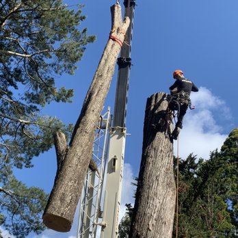 Climb-Rite Tree Services - Tree Services Near Me