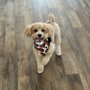 Groovy Grooms Pet Spa