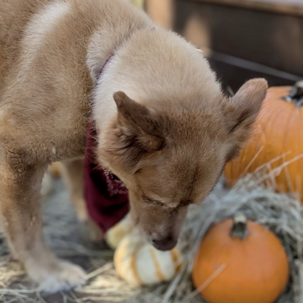 Barks & Recreation Pet Suites - Like pumpkin patch - Pet Sitting Near Me - Spring, Texas