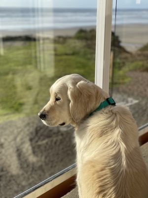 Hallmark Resort Newport by null