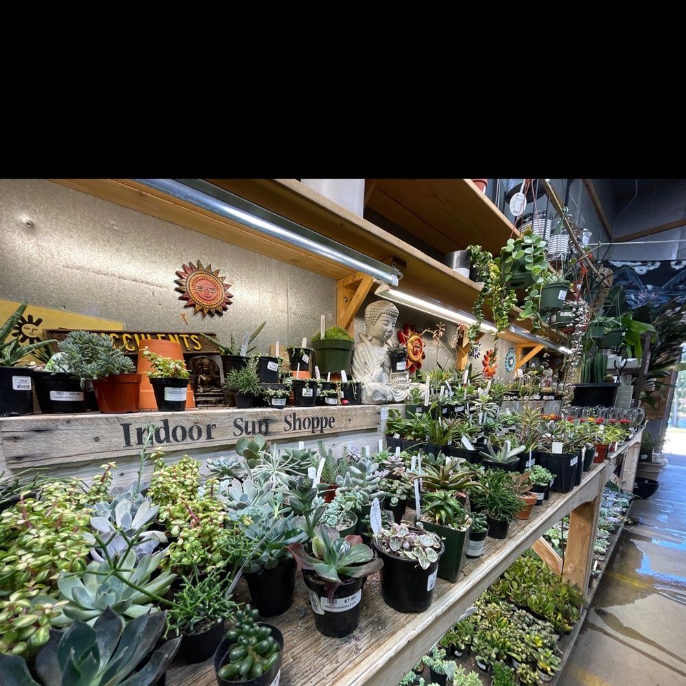 Indoor Sun Shoppe - Succulents - Nurseries & Gardening Near Me - Seattle, Washington Indoor Sun Shoppe - Succulents - Nurseries & Gardening Near Me - Seattle, Washington