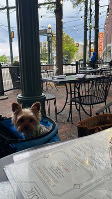 The Majestic Grille by null