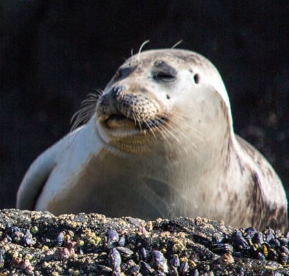 Davey's Locker Whale Watching & Sportfishing by null