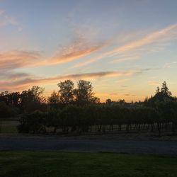 Pudding River Wine Cellars - Sunset