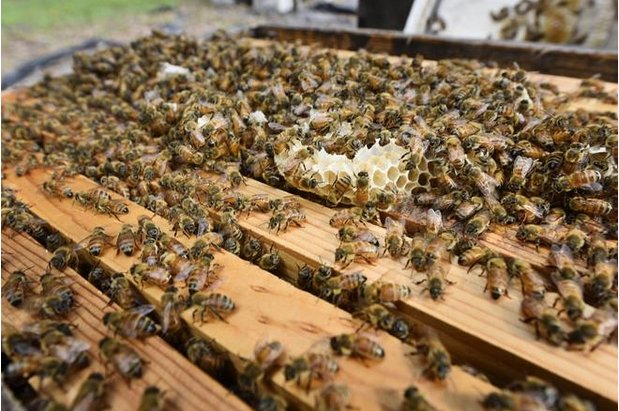 Sun Splash of New Smyrna Beach - beekeeping in Edgewater, FL